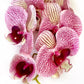 Artificial Orchid Flower, Gift for Her, Real Look Orchids, Pink Striped Orchid Stem, Phalaenopsis, Artificial Faux Orchid Flower