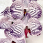 Artificial Orchid Flower, Gift for Her, Real Look Orchids, Purple Striped Orchid Stem, Phalaenopsis, Faux Orchid Flower